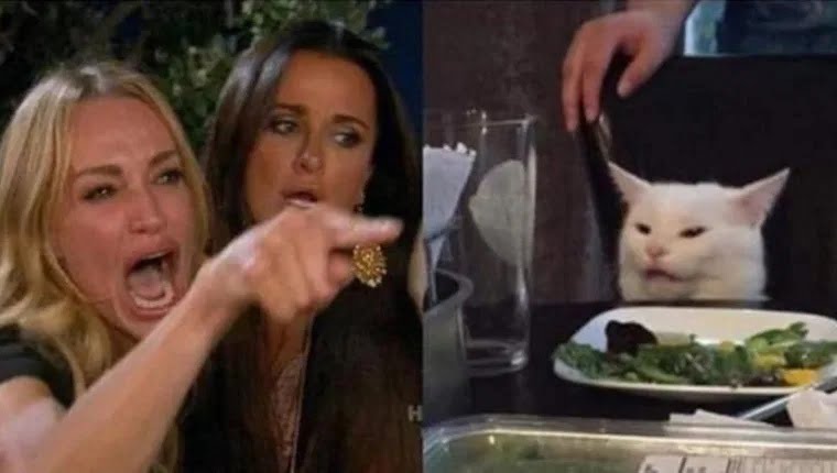 meme gato chica