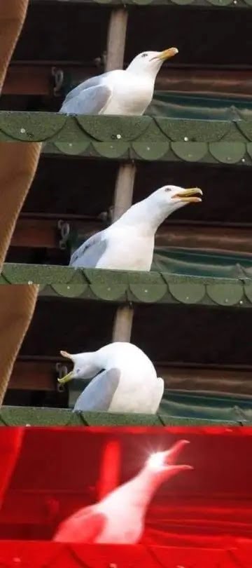 meme gaviota pajaro grita